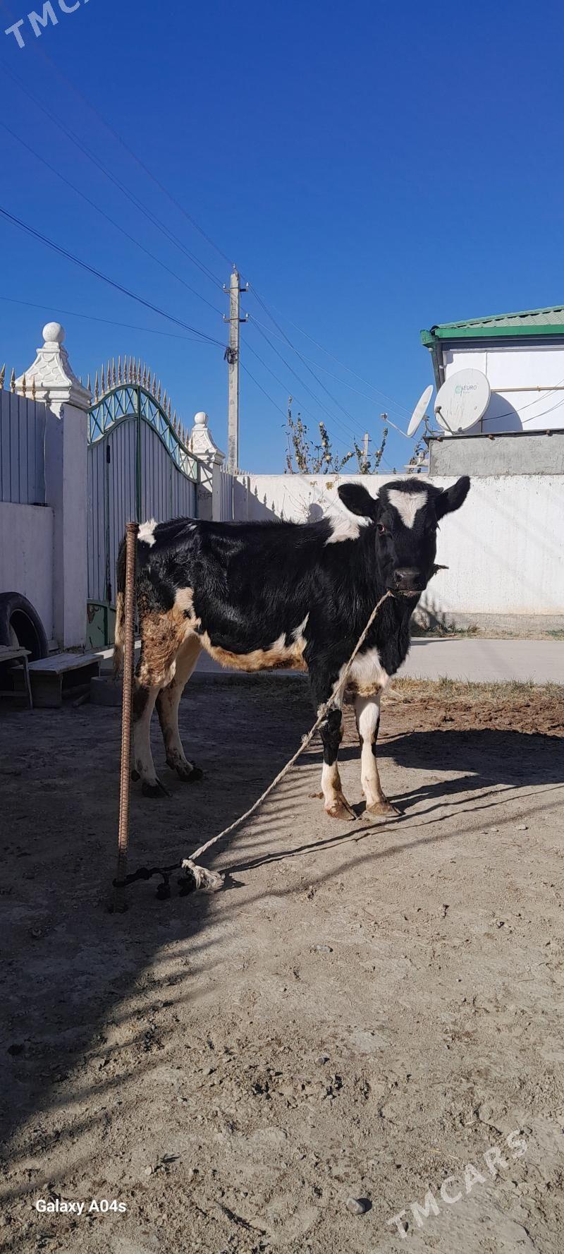 GARALA GALIŞDEÝIN TÜWE - Гёкдепе - img 5