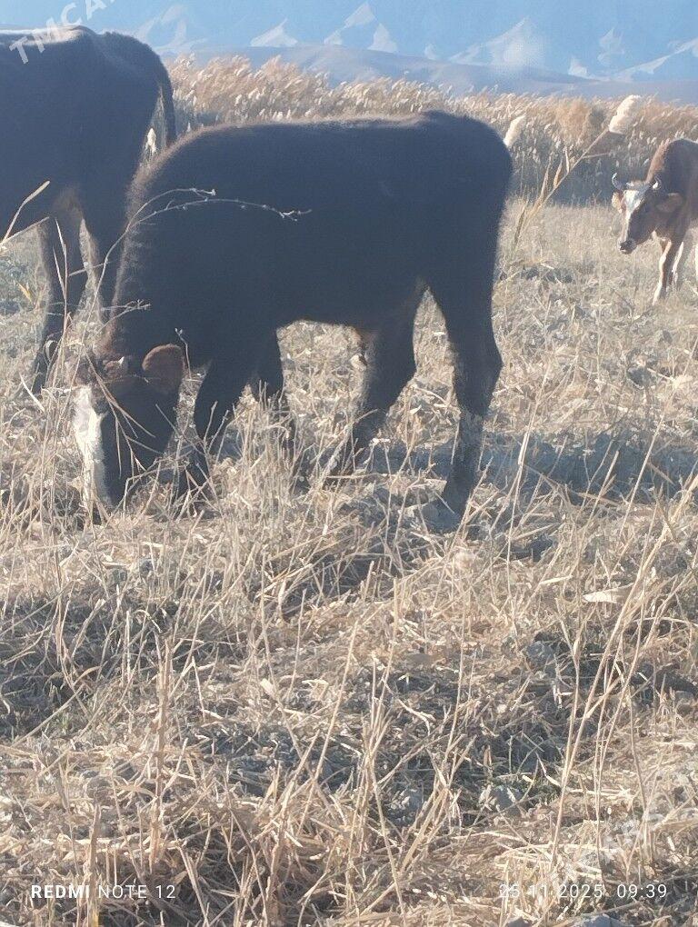 окузче - Яшлык - img 3