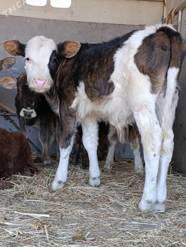 arginal ala tohum okuzler - Гёкдепе - img 8