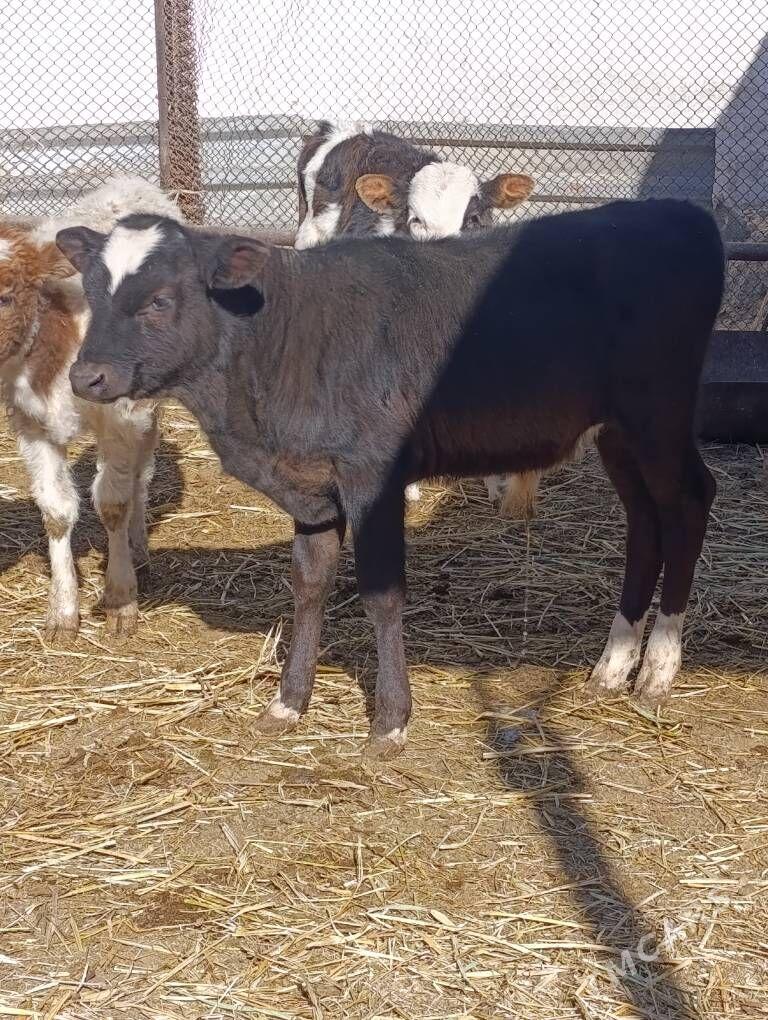 arginal ala tohum okuzler - Гёкдепе - img 5