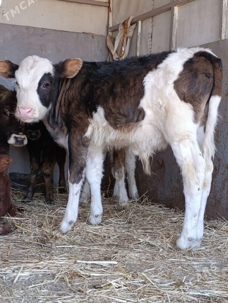 arginal ala tohum okuzler - Гёкдепе - img 9