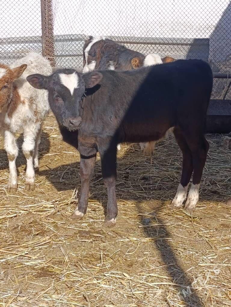 arginal ala tohum okuzler - Гёкдепе - img 6