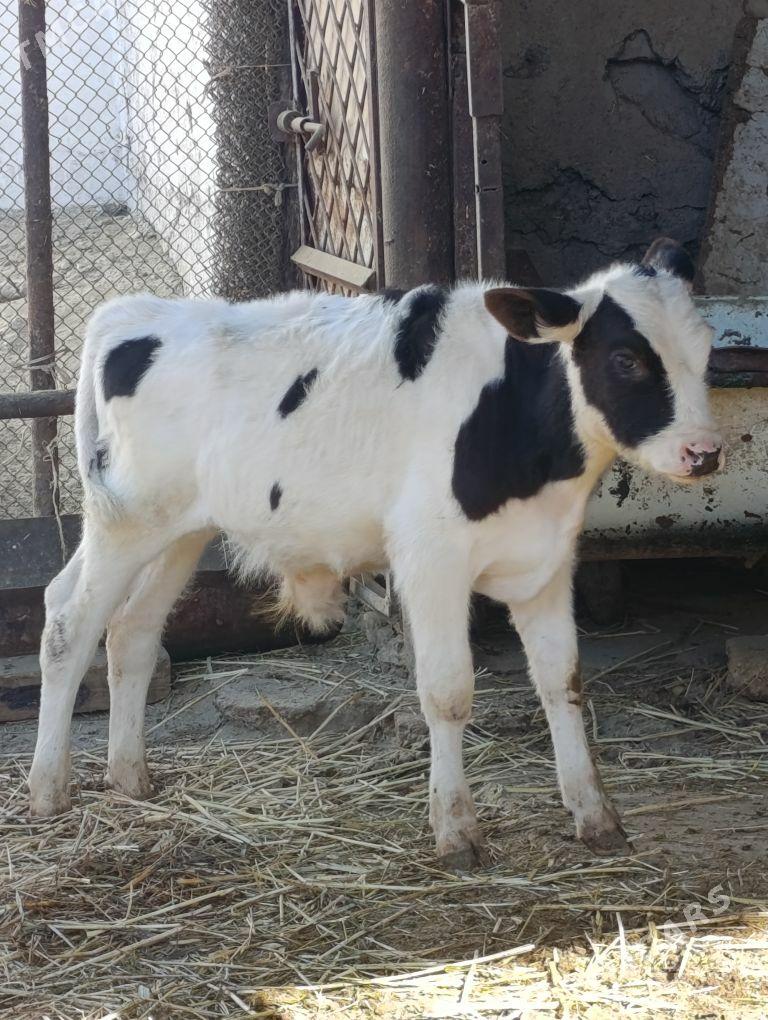 arginal ala tohum okuzler - Гёкдепе - img 4