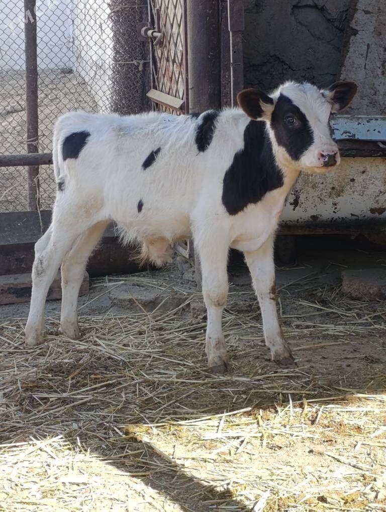 arginal ala tohum okuzler - Гёкдепе - img 3