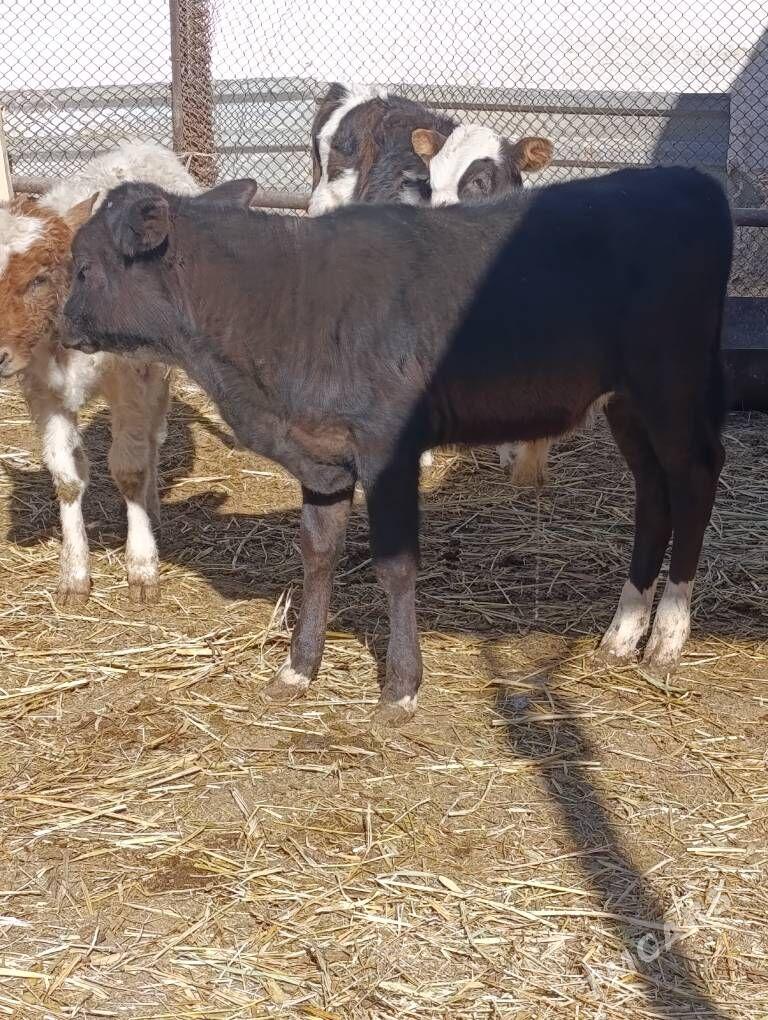 arginal ala tohum okuzler - Гёкдепе - img 7