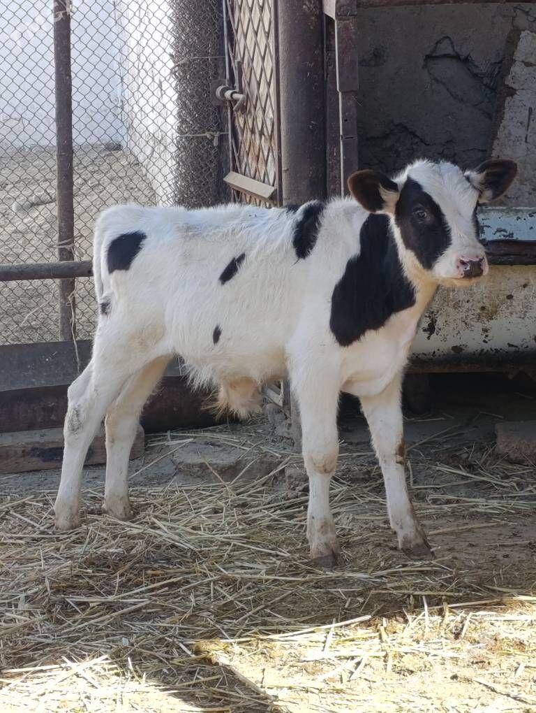 arginal ala tohum okuzler - Гёкдепе - img 2