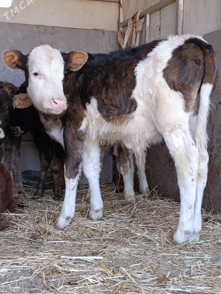 arginal ala tohum okuzler - Гёкдепе - img 10