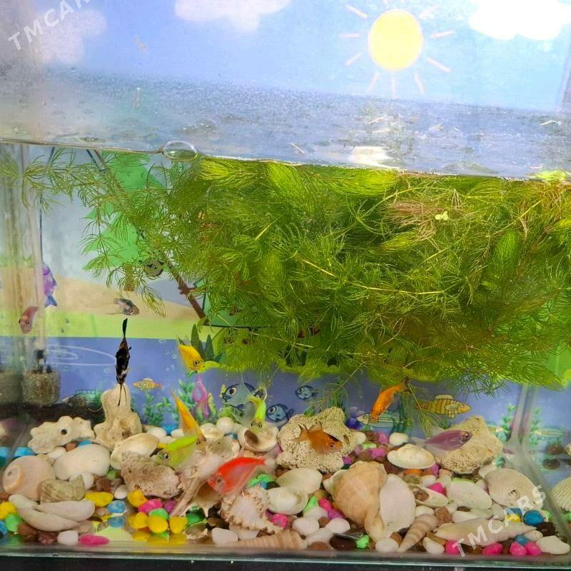 obalyklar - 8 мкр - img 1