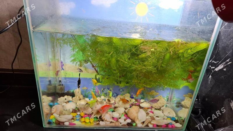 obalyklar - 8 мкр - img 2