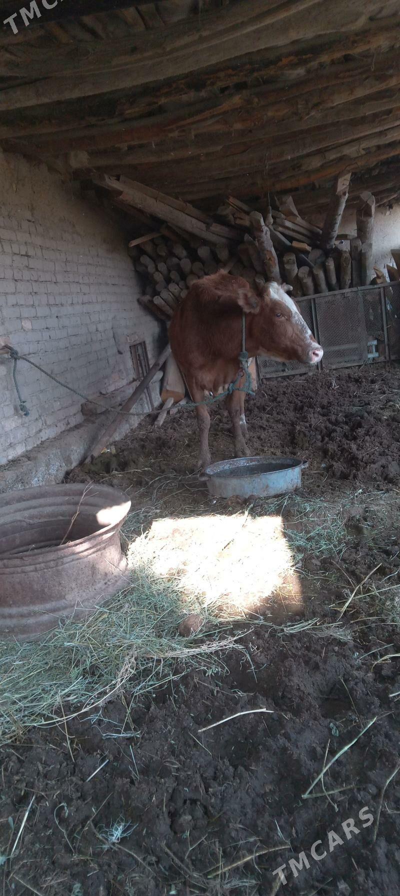 Mallar sagdyn ilalaşyk bar! - Туркменабат - img 2