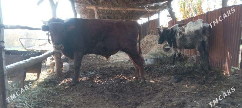 Mallar sagdyn ilalaşyk bar! - Туркменабат - img 8