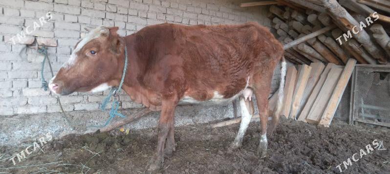 Mallar sagdyn ilalaşyk bar! - Туркменабат - img 3