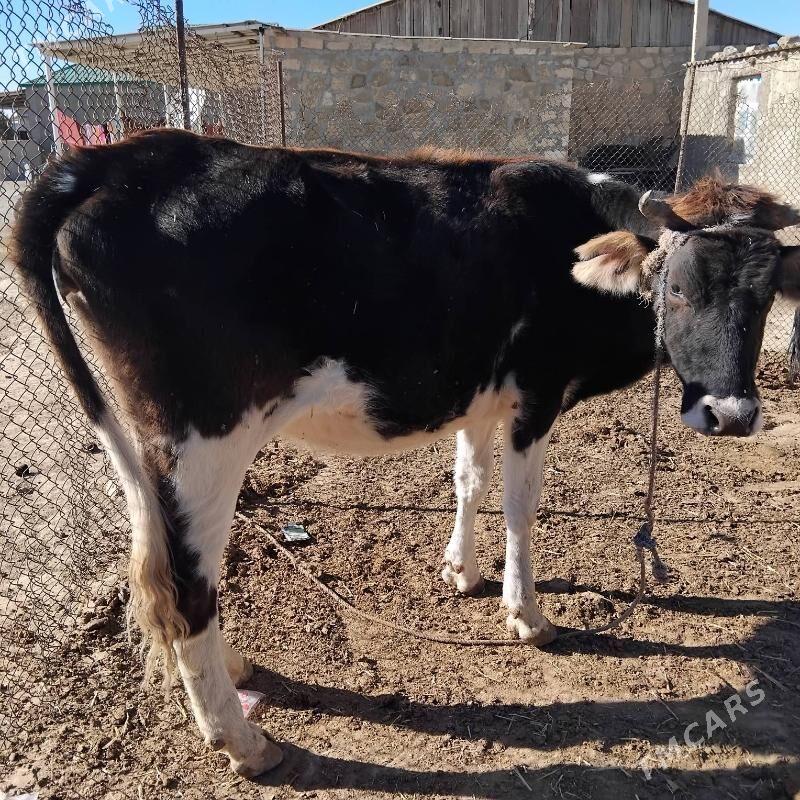 sygyr - Гызыларбат - img 3