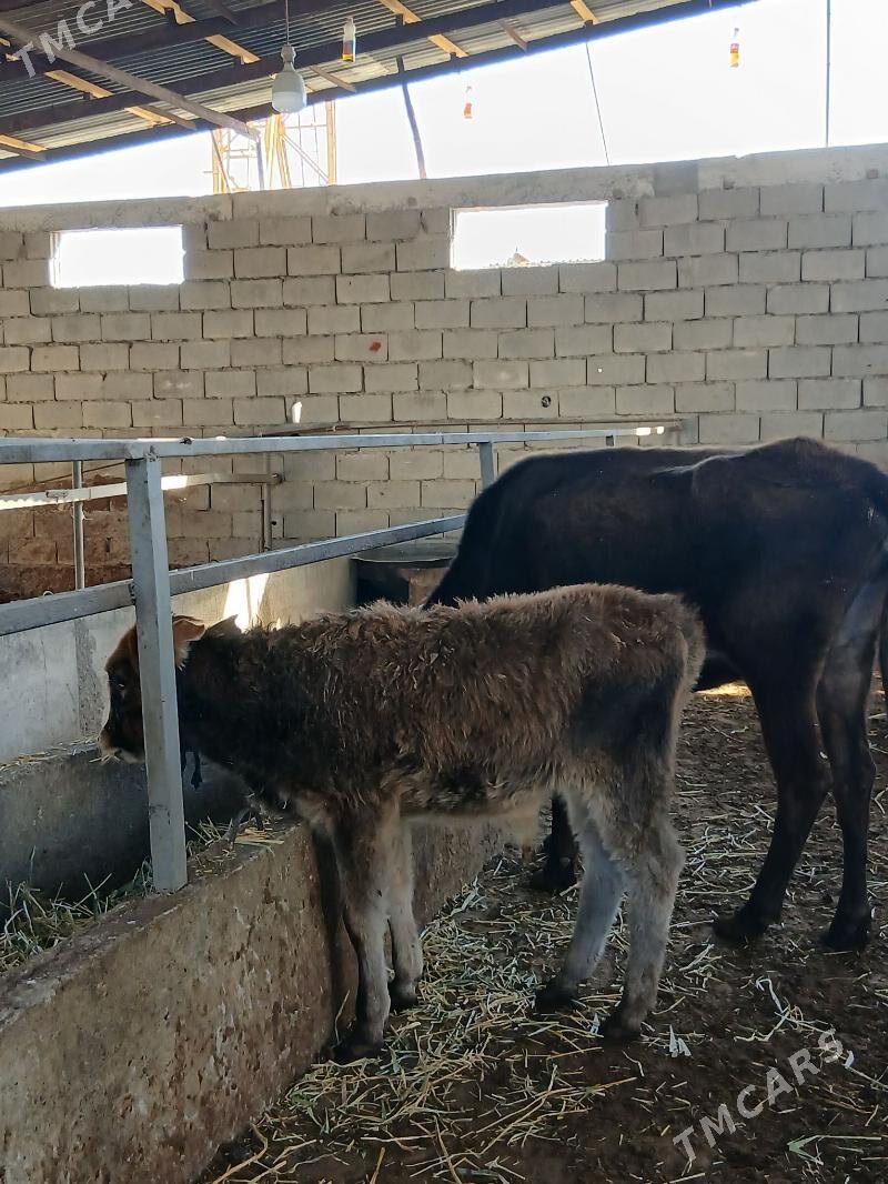 ARASSA SWET TOHUM OKUZCELER - Гарадамак - img 3