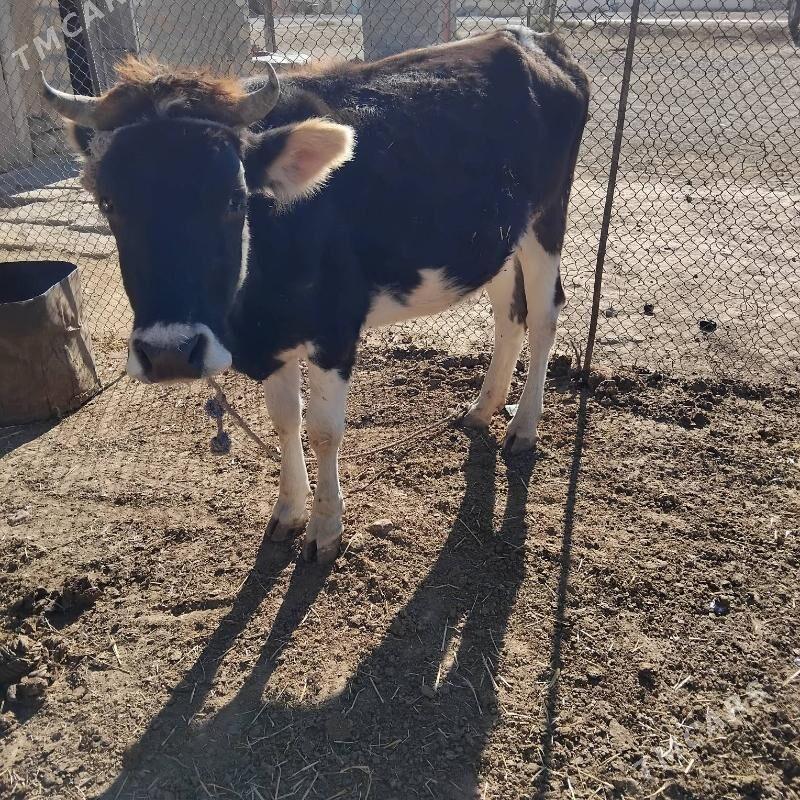 sygyr - Гызыларбат - img 4