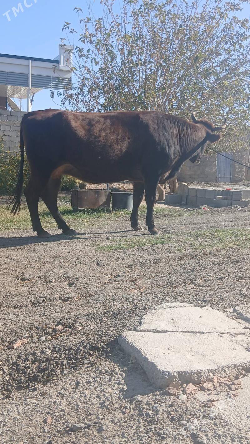 bakylan sygyr - Änew - img 2