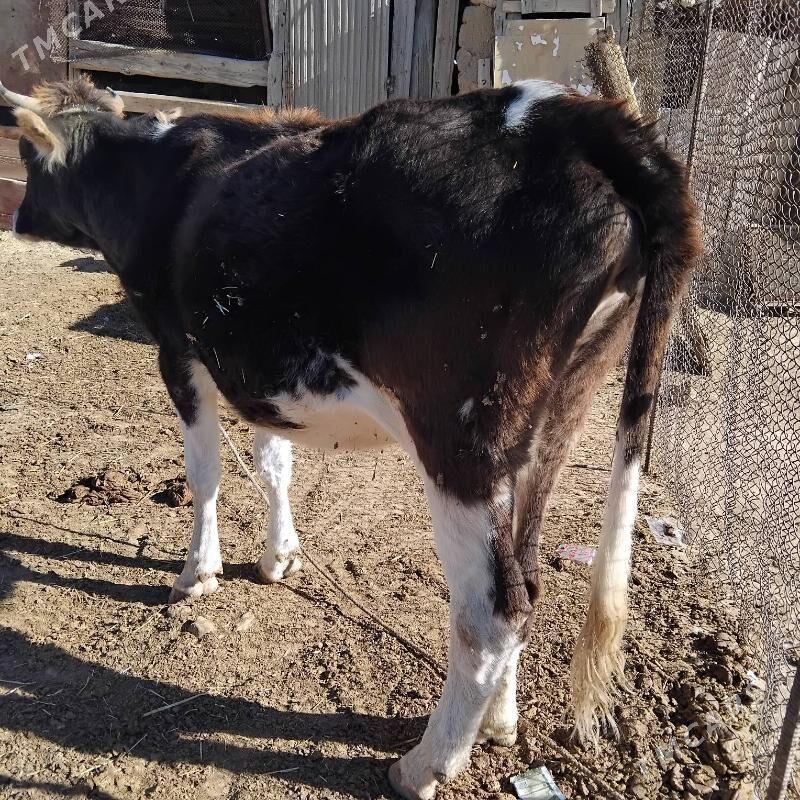 sygyr - Гызыларбат - img 2