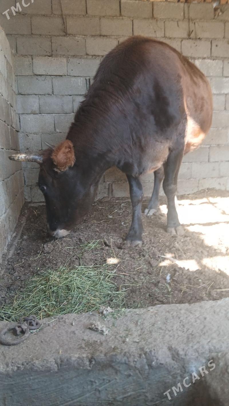 bakylan sygyr - Änew - img 7