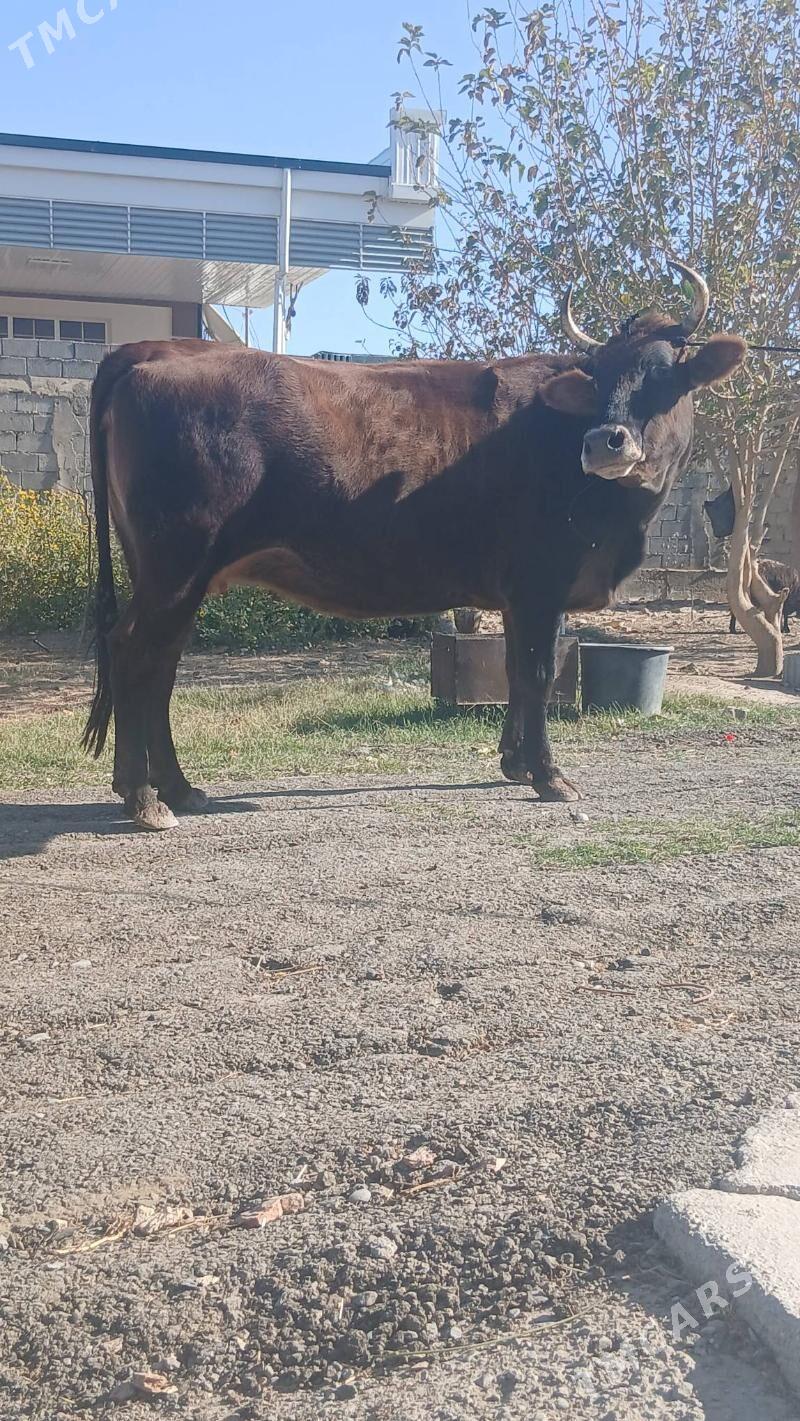 bakylan sygyr - Änew - img 3