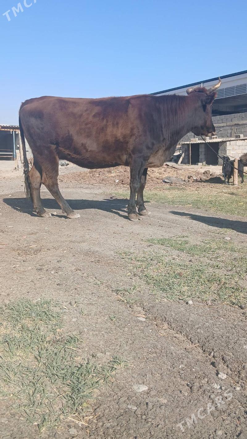 bakylan sygyr - Änew - img 4