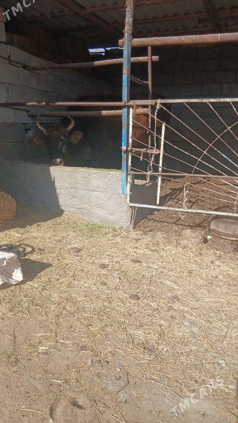 bakylan sygyr - Änew - img 8