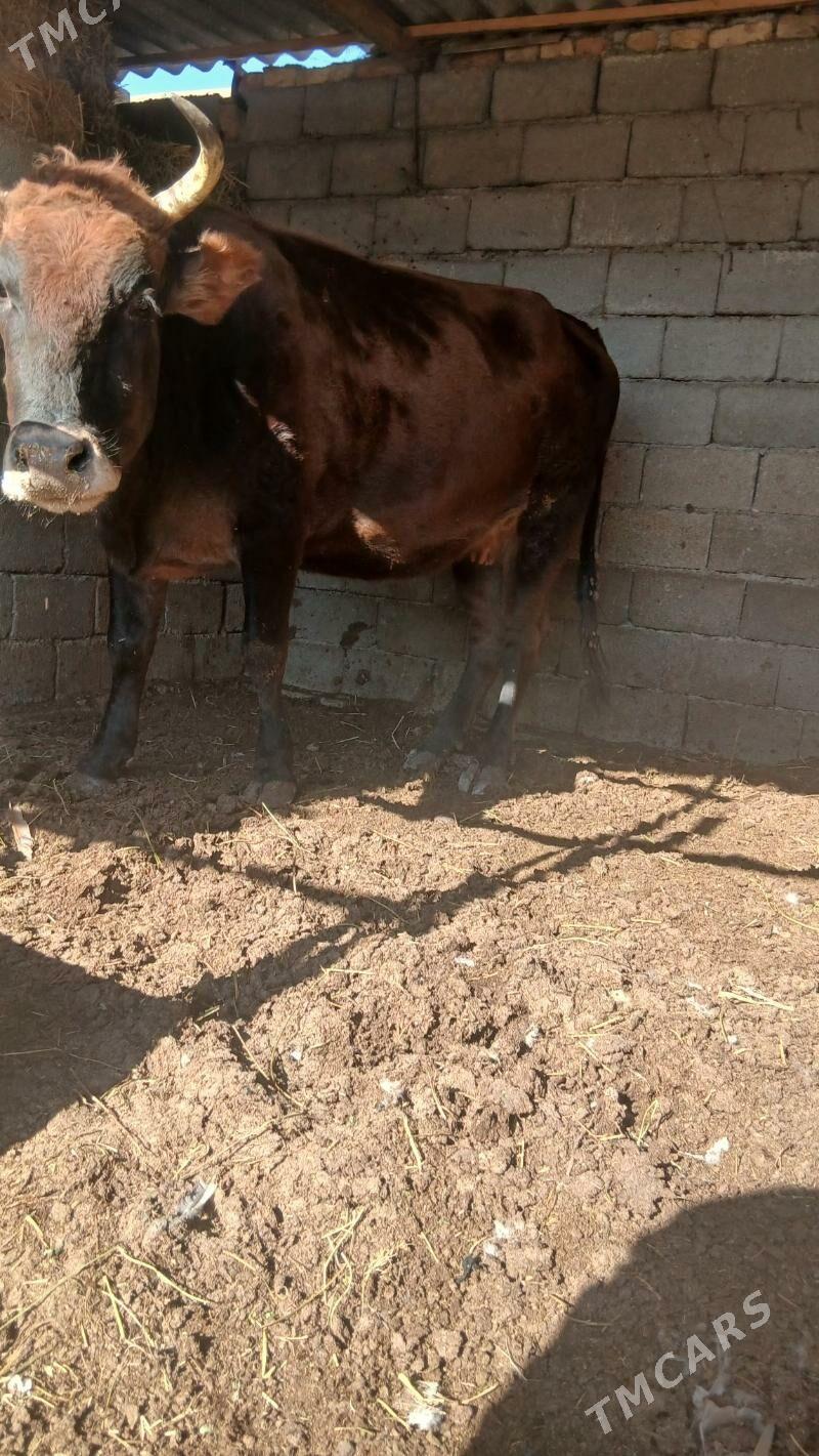 bakylan sygyr - Änew - img 6