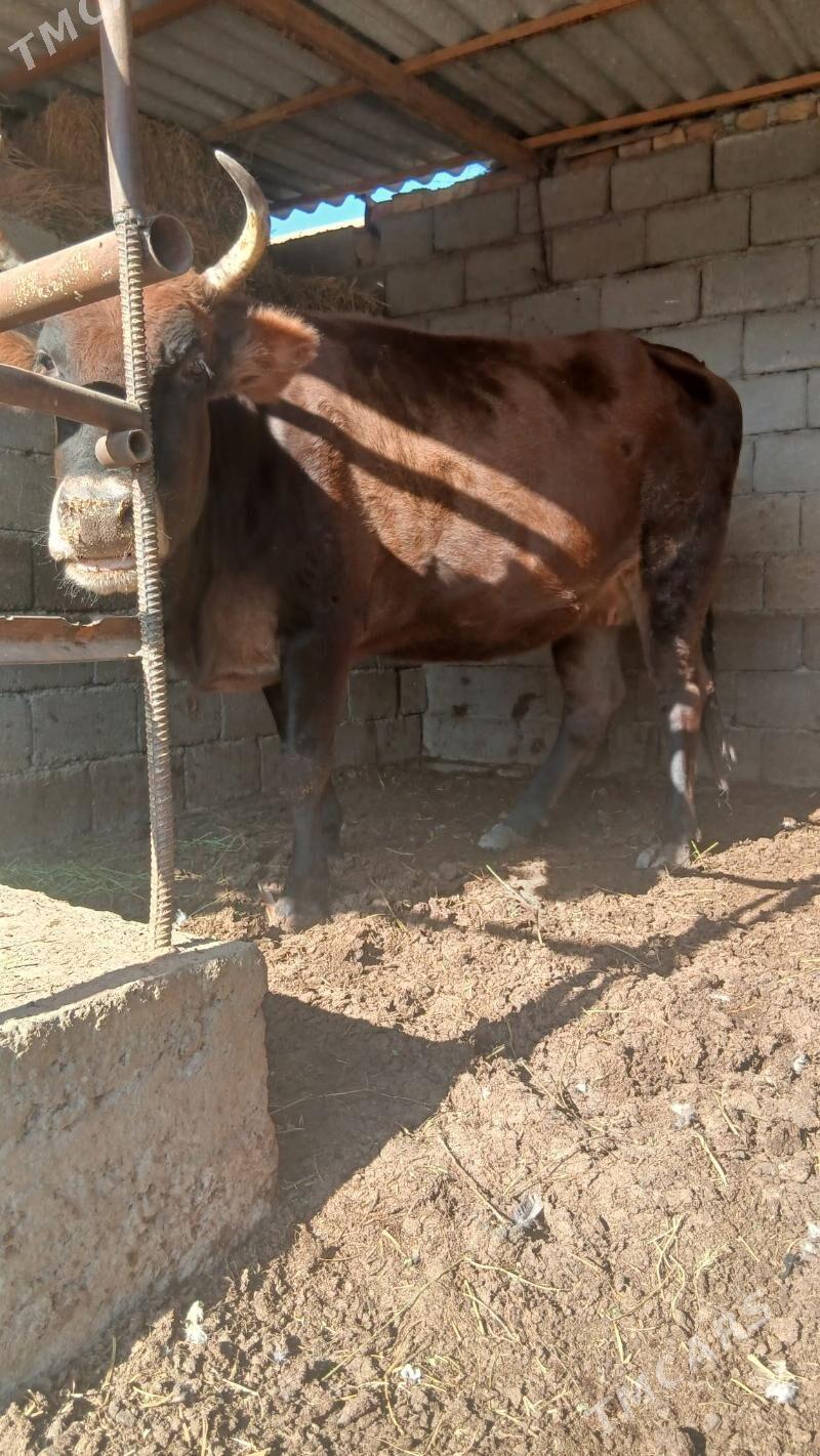 bakylan sygyr - Änew - img 9