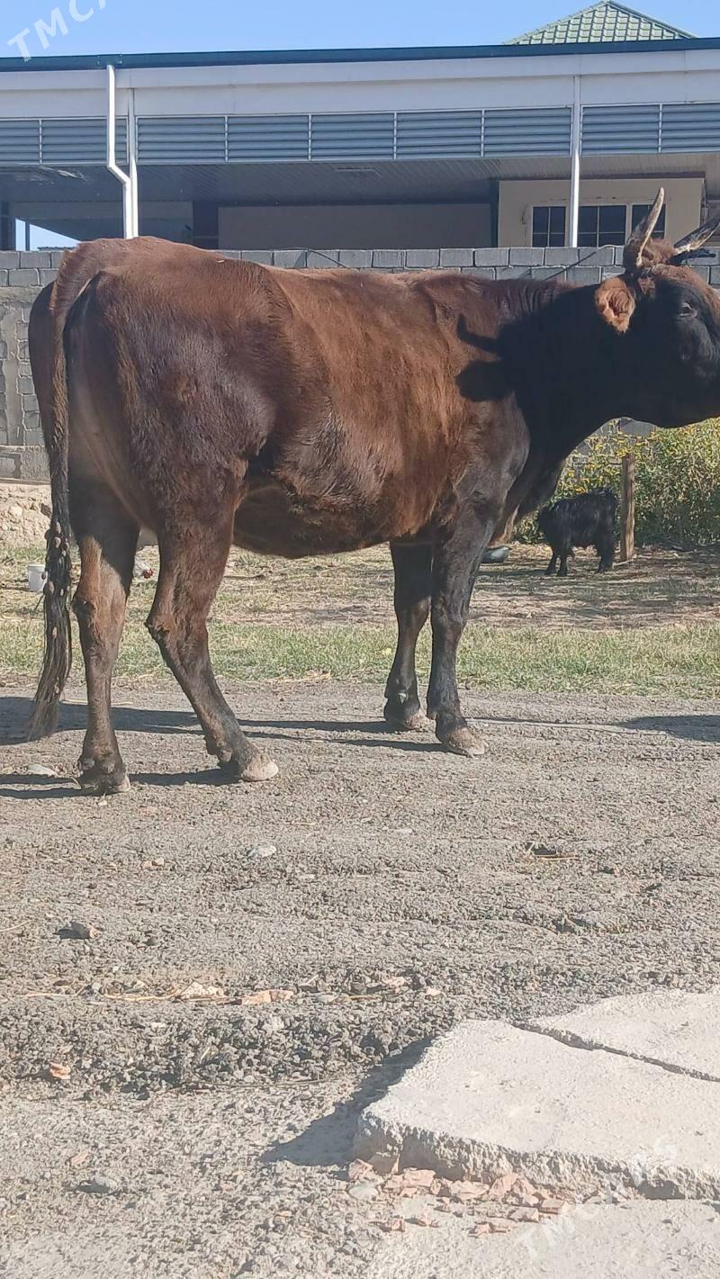 bakylan sygyr - Änew - img 5