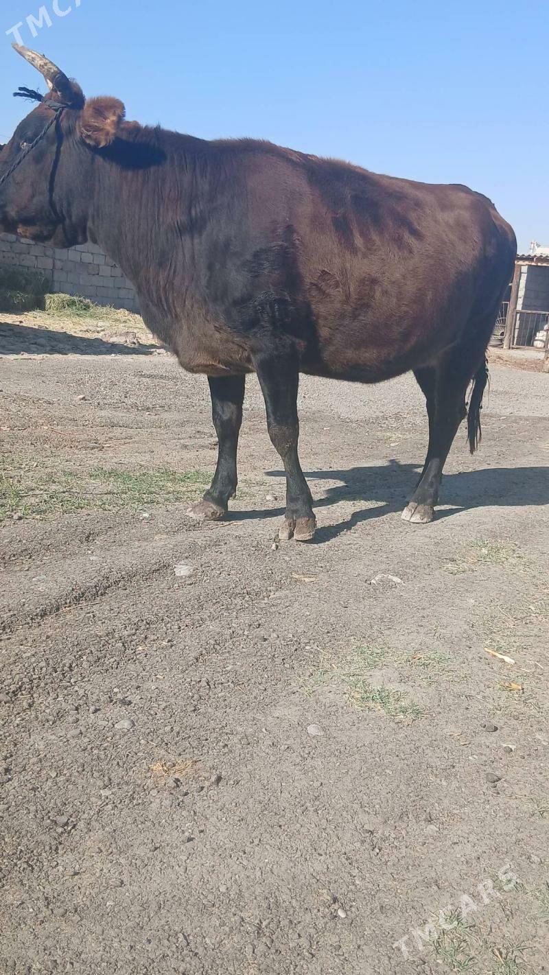 bakylan sygyr - Änew - img 10