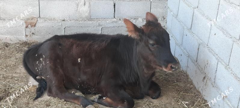 tuwe - Ашхабад - img 1