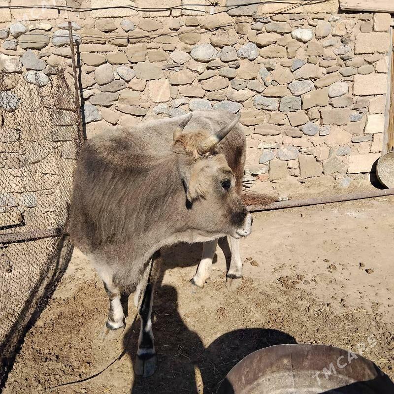 sygyr - Gyzylarbat - img 3