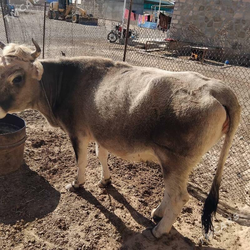 sygyr - Gyzylarbat - img 4