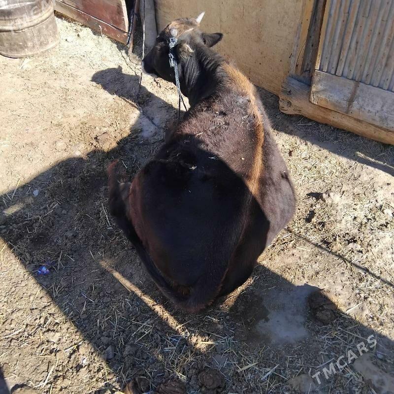 tuwe - Gyzylarbat - img 2