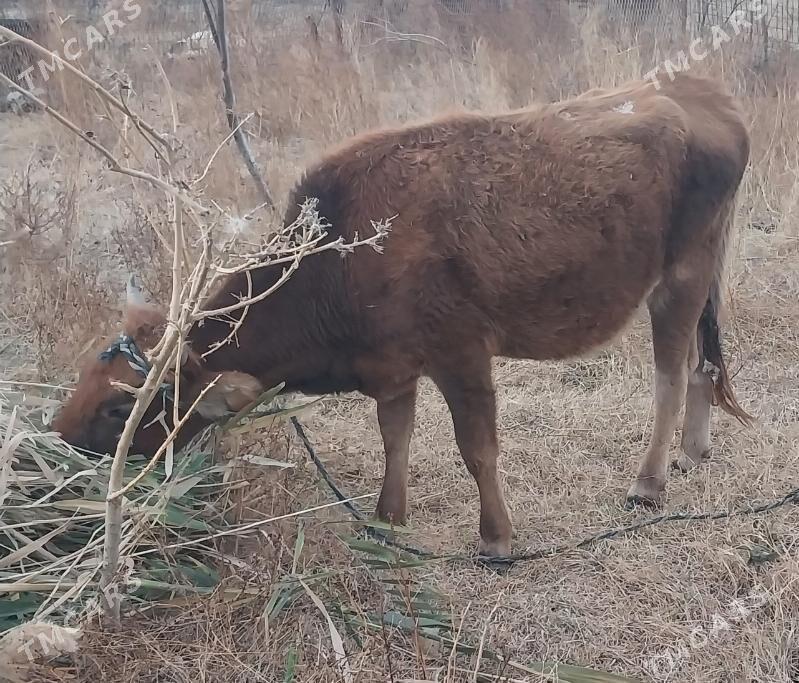 bogaz tuwe - Garadamak Şor - img 2