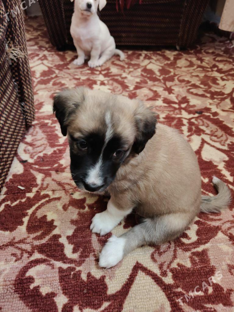 собачки - Ашхабад - img 5