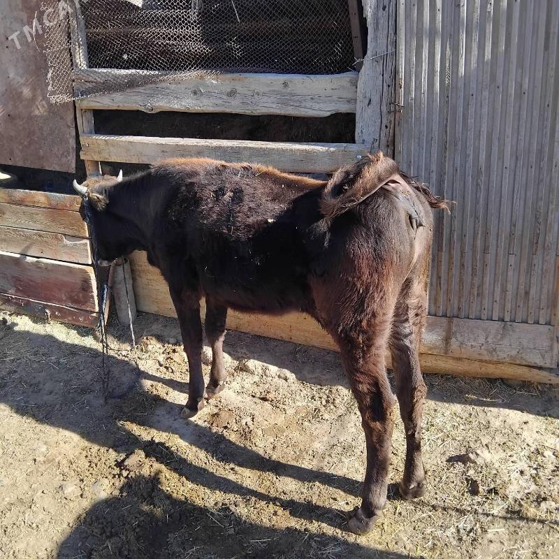 tuwe - Gyzylarbat - img 4