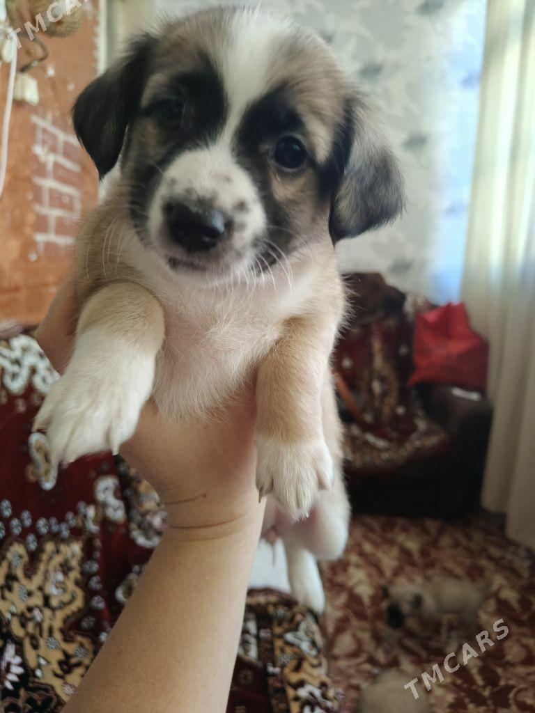 собачки - Ашхабад - img 4