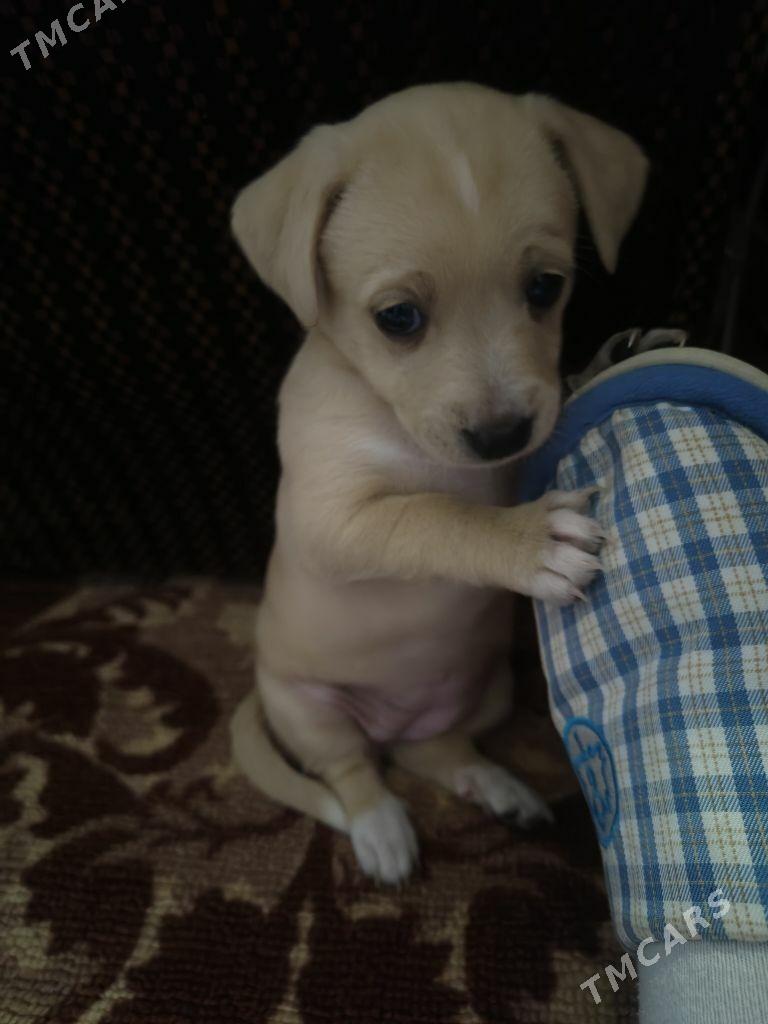 собачки - Ашхабад - img 8