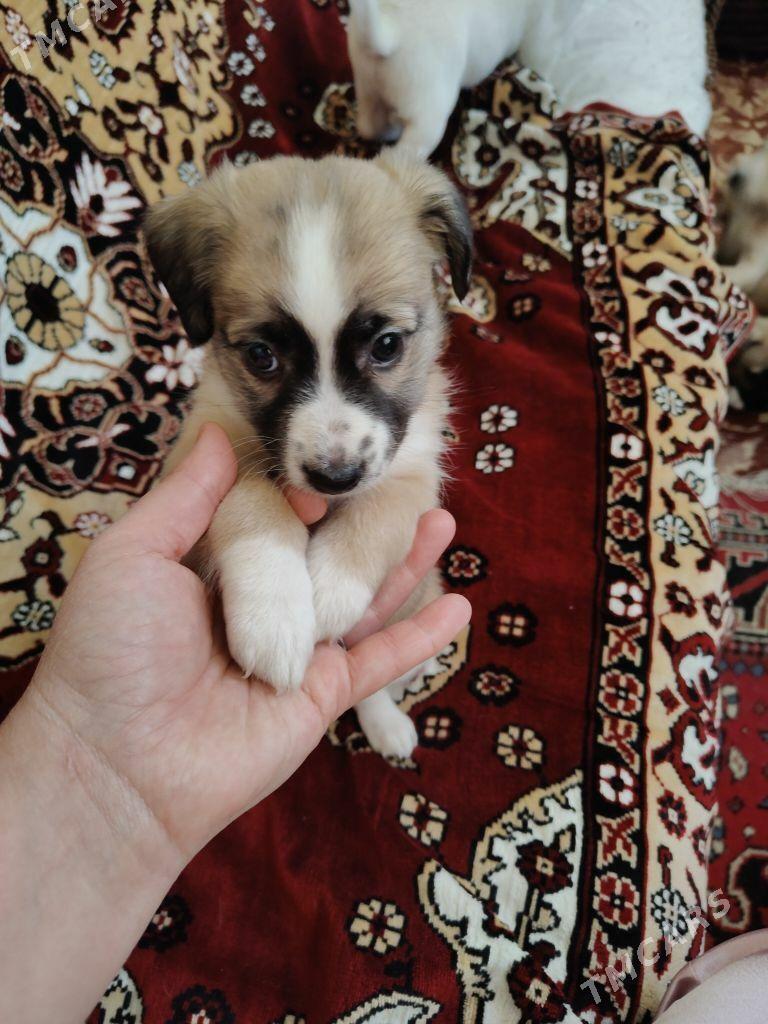 собачки - Ашхабад - img 3