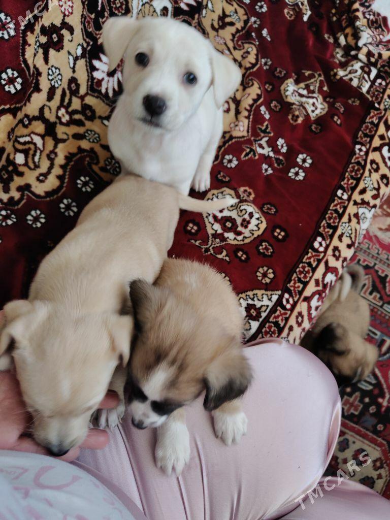 собачки - Ашхабад - img 2