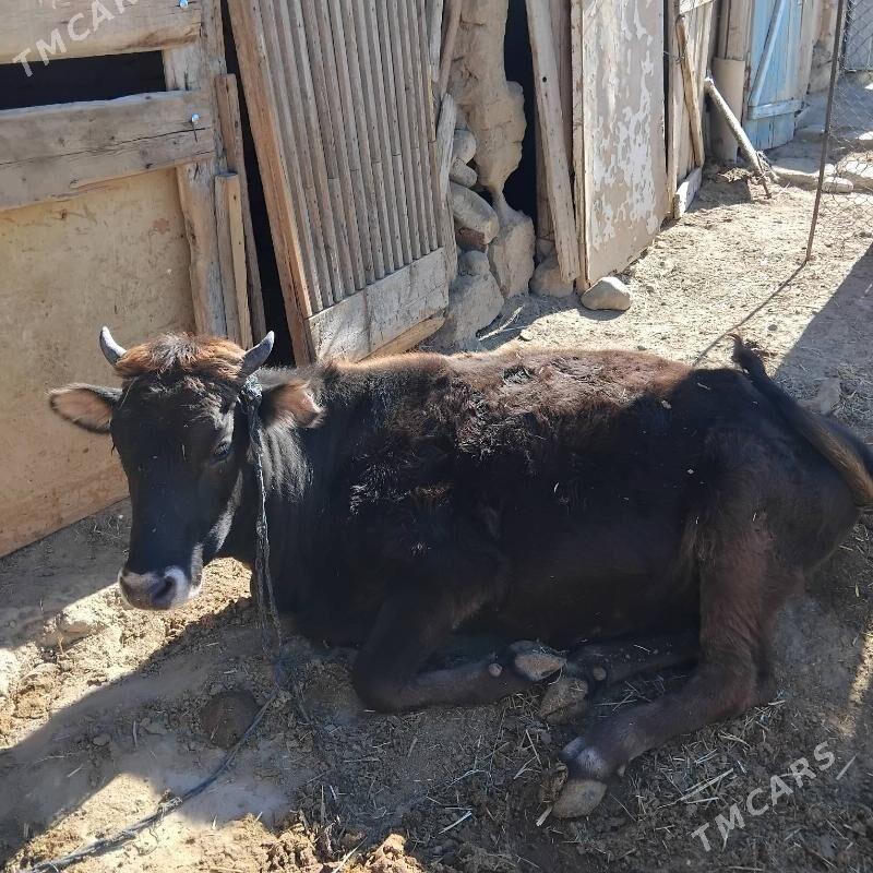 tuwe - Gyzylarbat - img 3