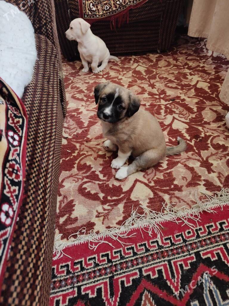 собачки - Ашхабад - img 7