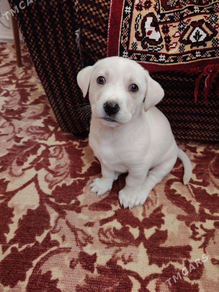 собачки - Ашхабад - img 6