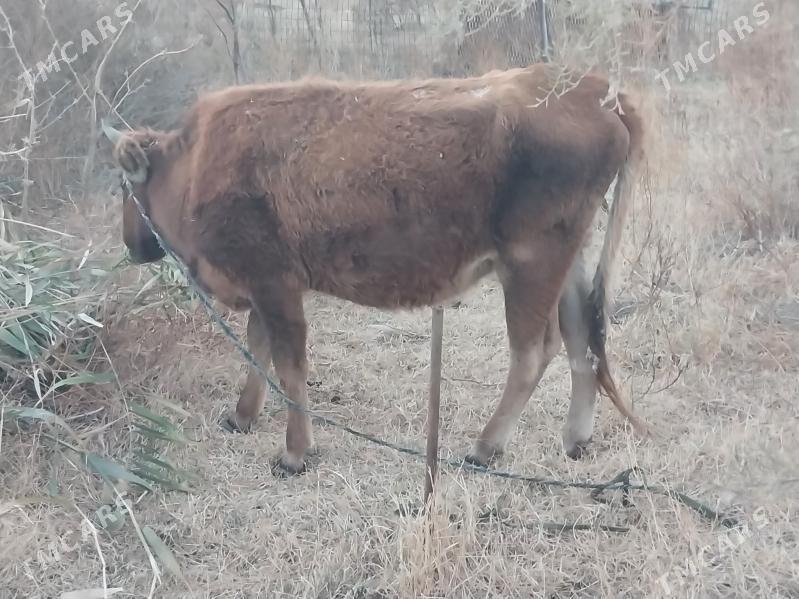 bogaz tuwe - Garadamak Şor - img 6
