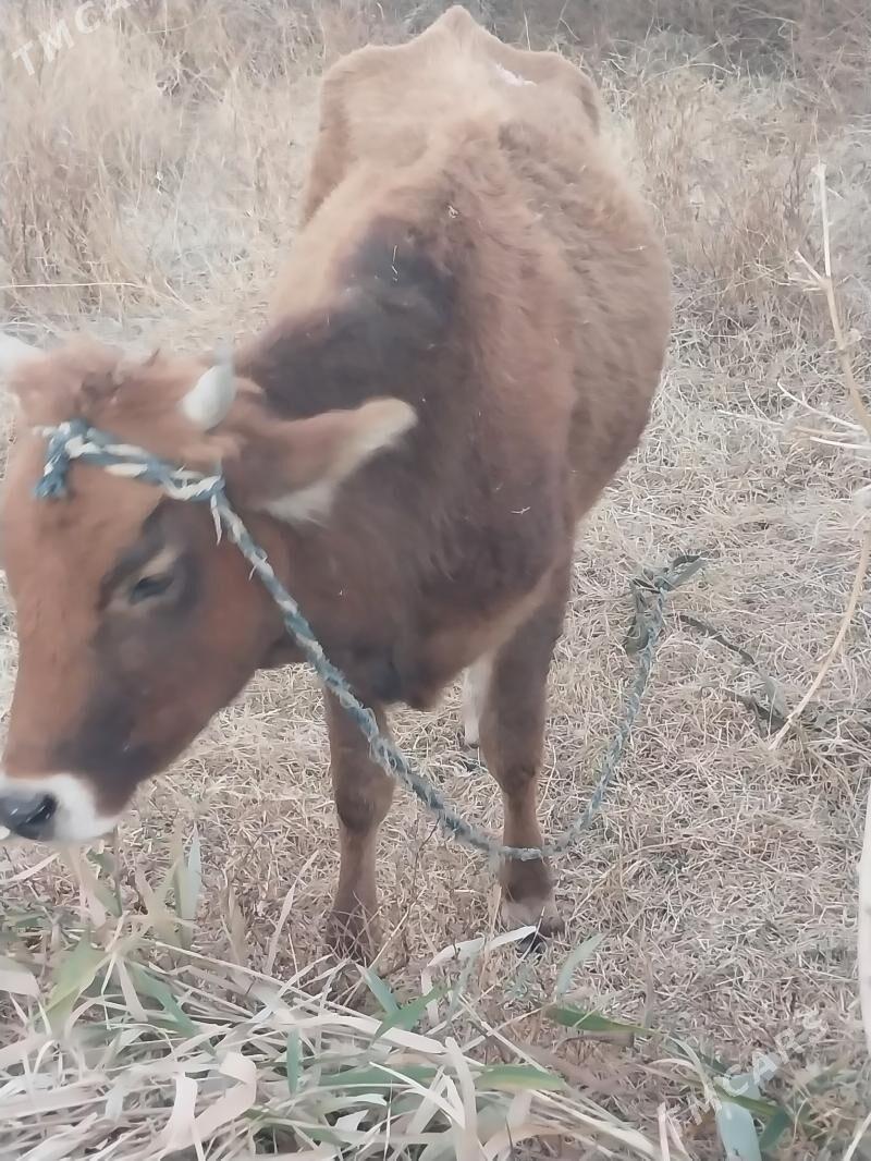 bogaz tuwe - Garadamak Şor - img 4