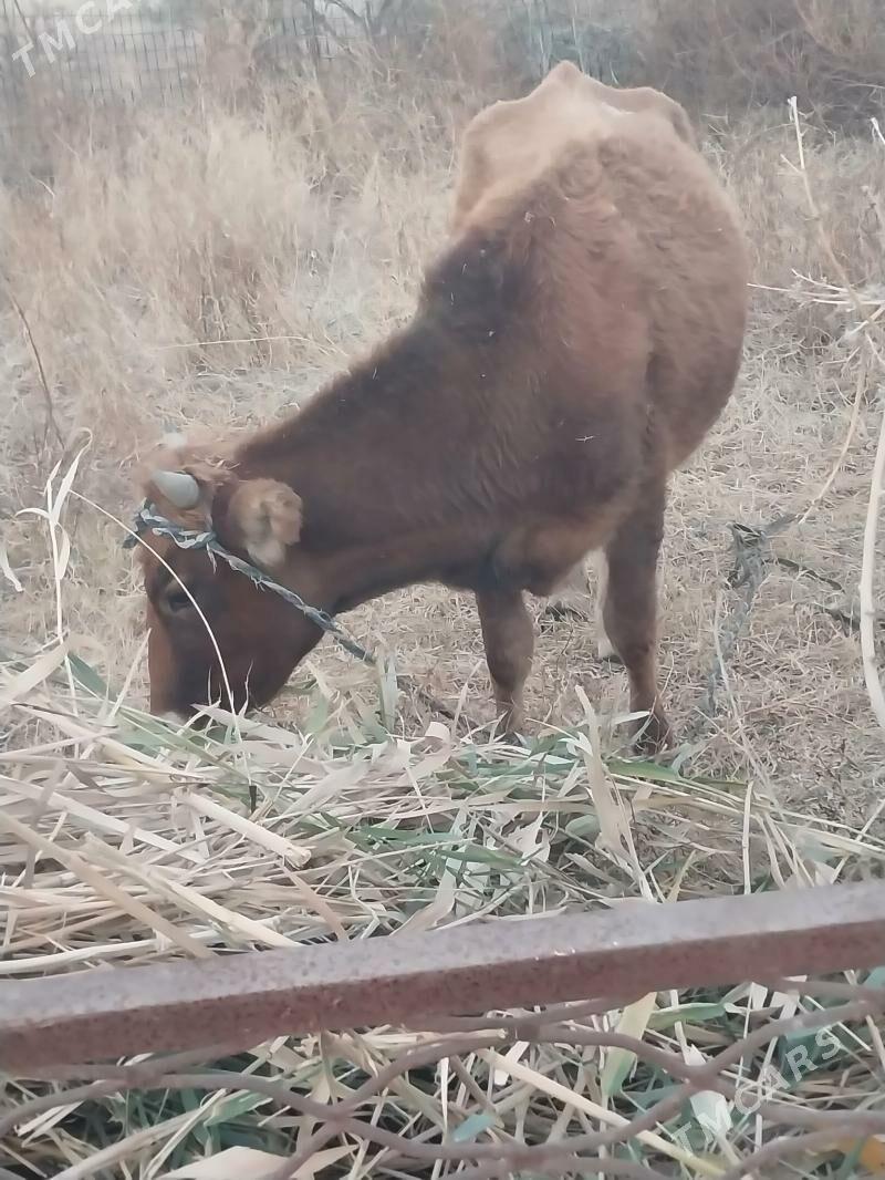bogaz tuwe - Garadamak Şor - img 5