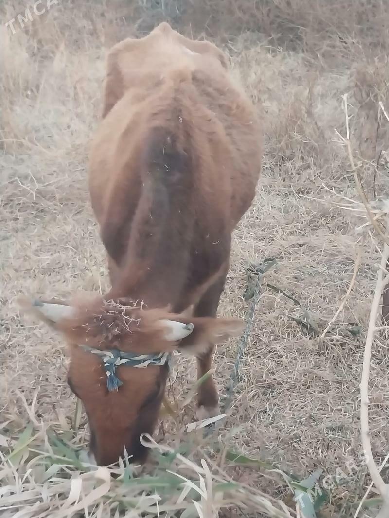 bogaz tuwe - Garadamak Şor - img 3