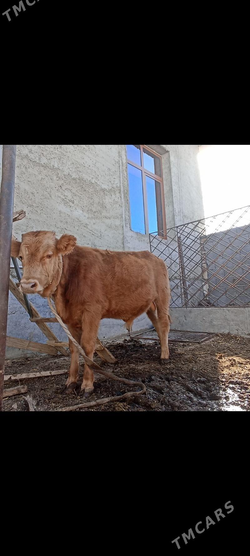 okiz - Балканабат - img 5