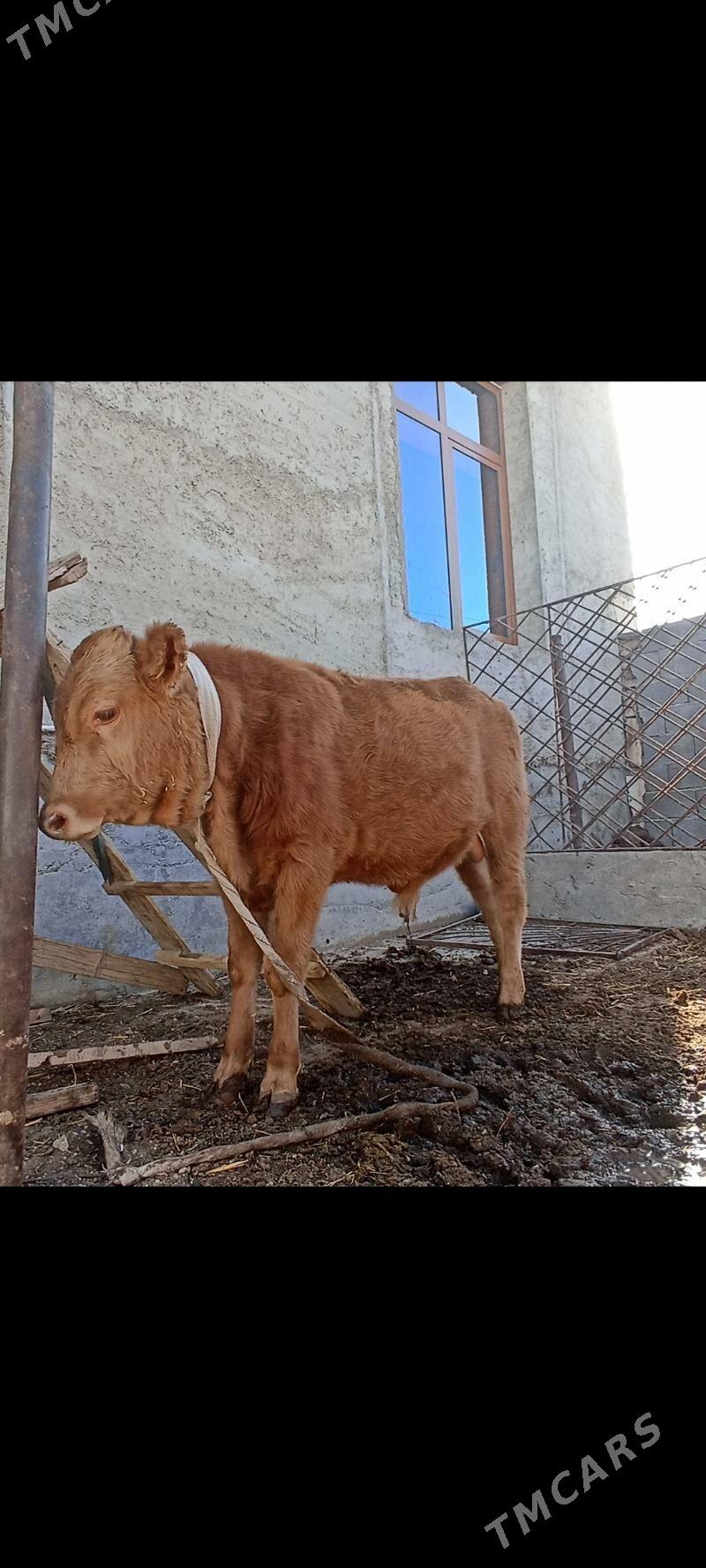 okiz - Балканабат - img 3