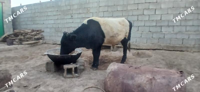 gole okuz - Büzmeýin - img 4